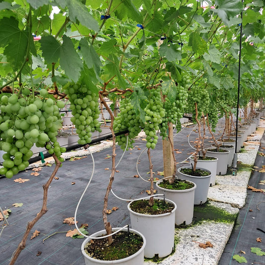 Piccoli frutti coltivati in Sicilia - Le Tre Virtù s.s.