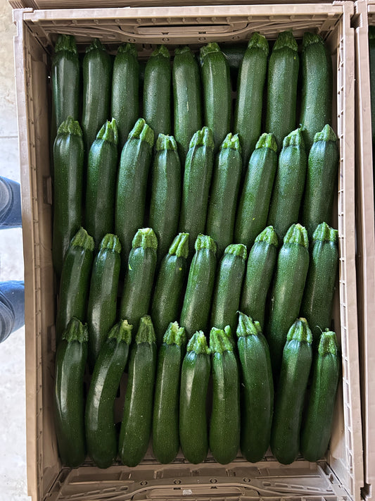 Zucchino Verde ( 30 Kg)