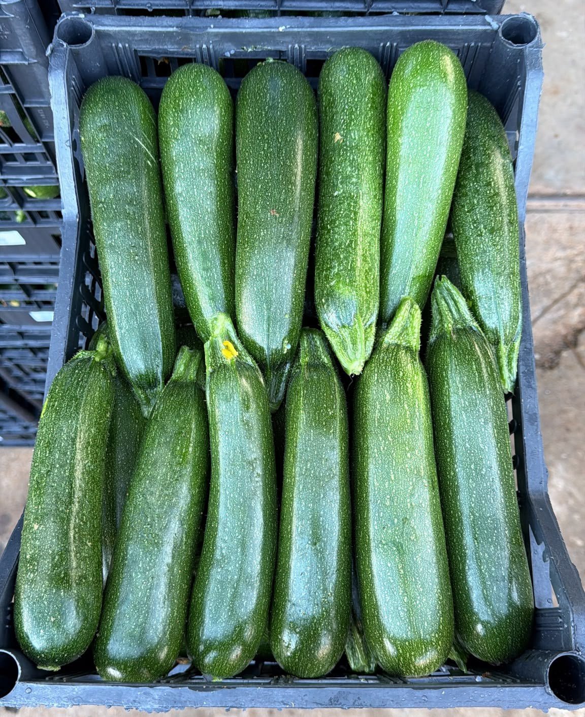 Zucchino Verde Fresco Siciliano (3KG) - Le Tre Virtù s.s.