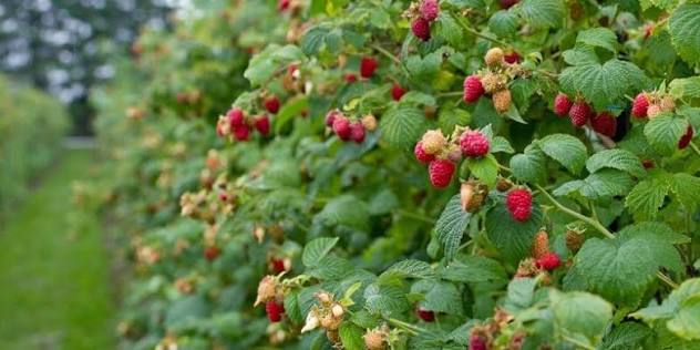 🍓 Lamponi Freschi Siciliani - Cassetta da 1 kg (8x125g) - Le Tre Virtù s.s.