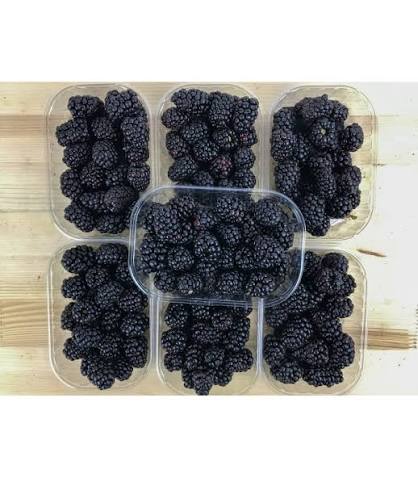 More Fresche – Cassetta da 1 kg (8x125g) - Le Tre Virtù s.s.