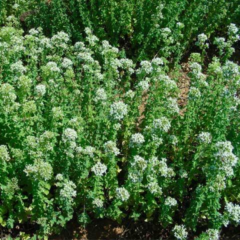 Origano Siciliano Secco Sgranato (0.5KG) - Le Tre Virtù s.s.
